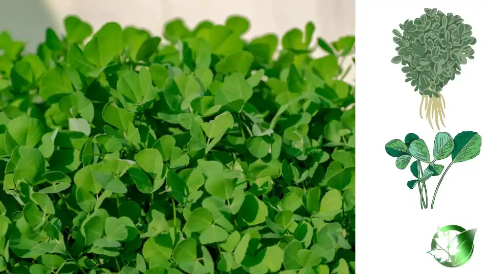 Commercial presentation of Dried Fenugreek for wholesale product evaluation and buyer review.